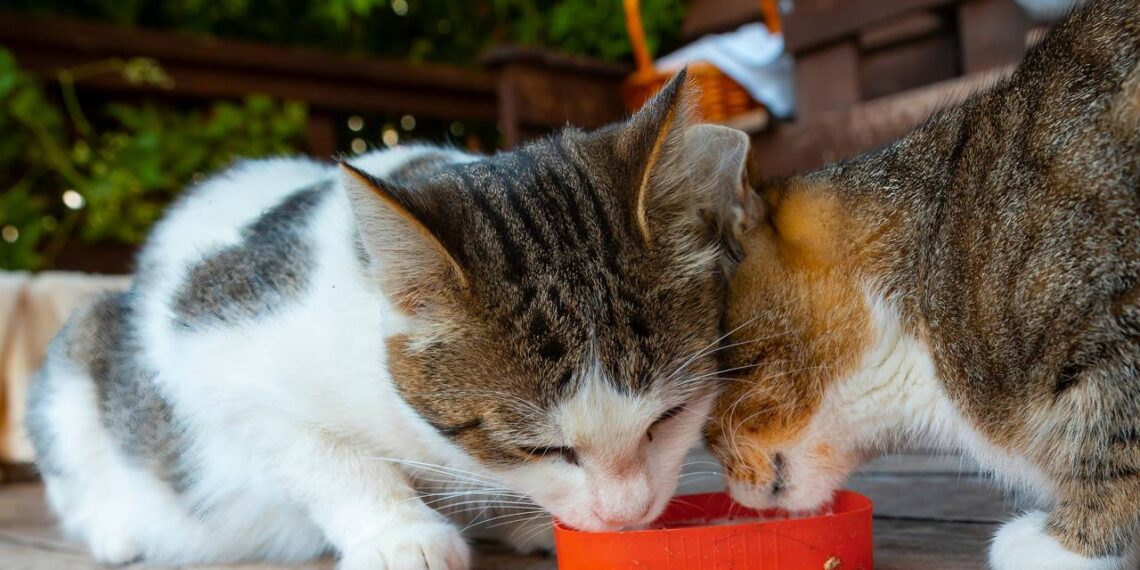 O alimento que pode causar gases, diarreia e desconforto no seu gato