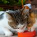 O alimento que pode causar gases, diarreia e desconforto no seu gato