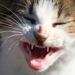O que significa quando seu gato passa a noite inteira miando sem parar?