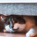 Por que seu gato se esconde quando chegam visitas e como ajudá-lo a se sentir seguro