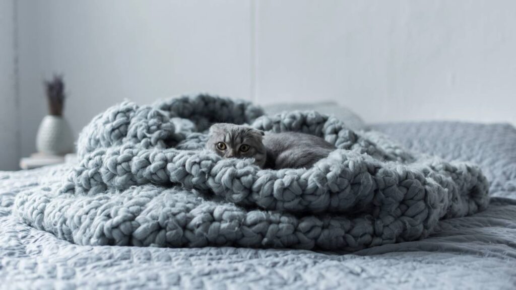 gatinho