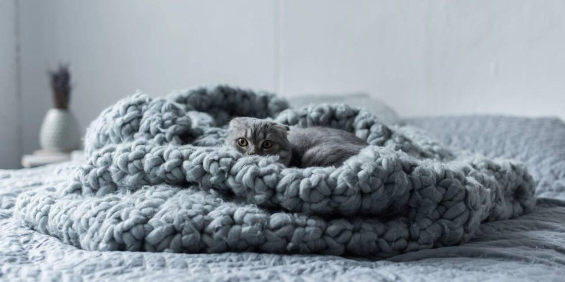 gatinho