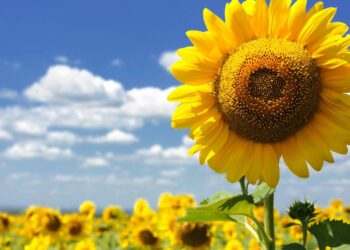 girassol flor