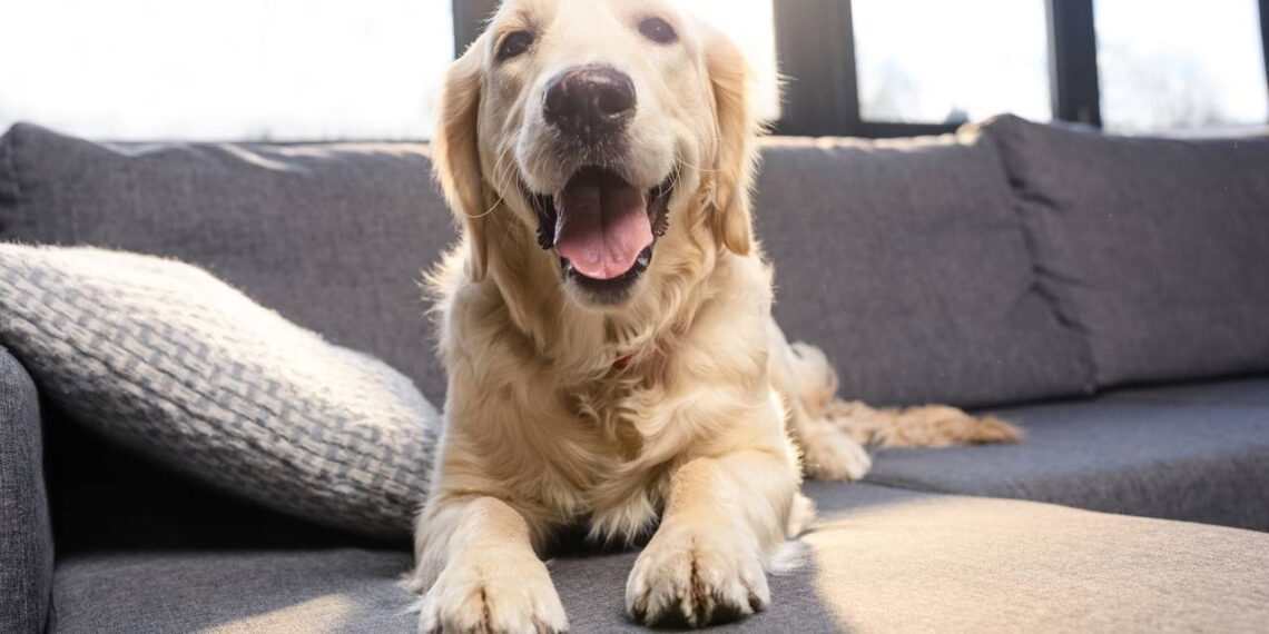 Golden Retriever