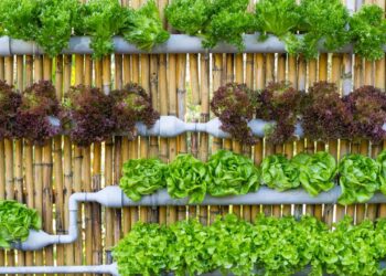 horta vertical