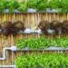 horta vertical