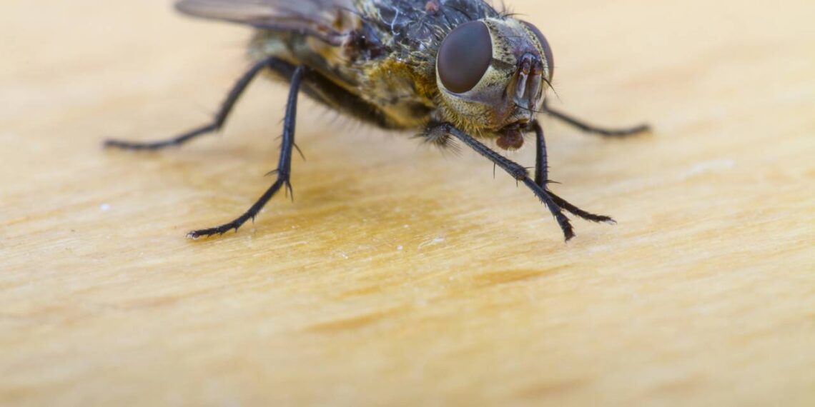 mosca pousada