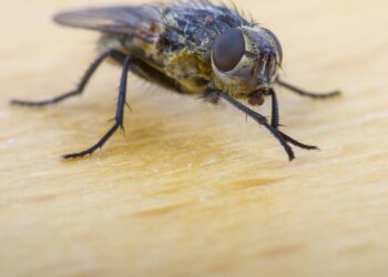 mosca pousada