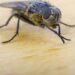 mosca pousada