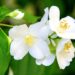 flor de jazmim