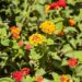 flro de lantana