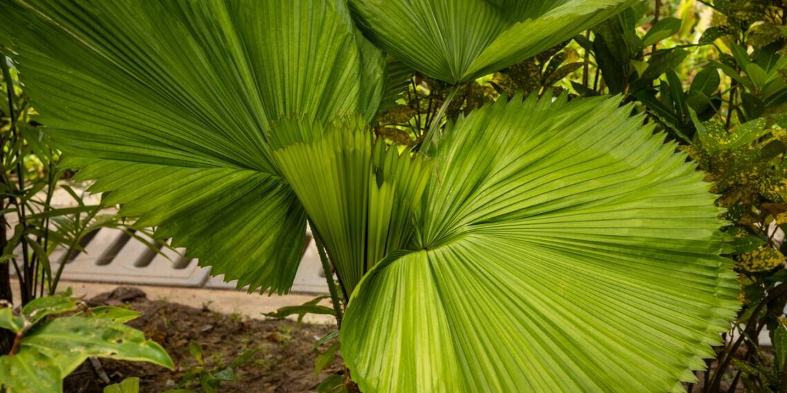 palmeira leque