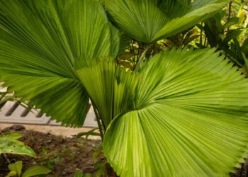 palmeira leque