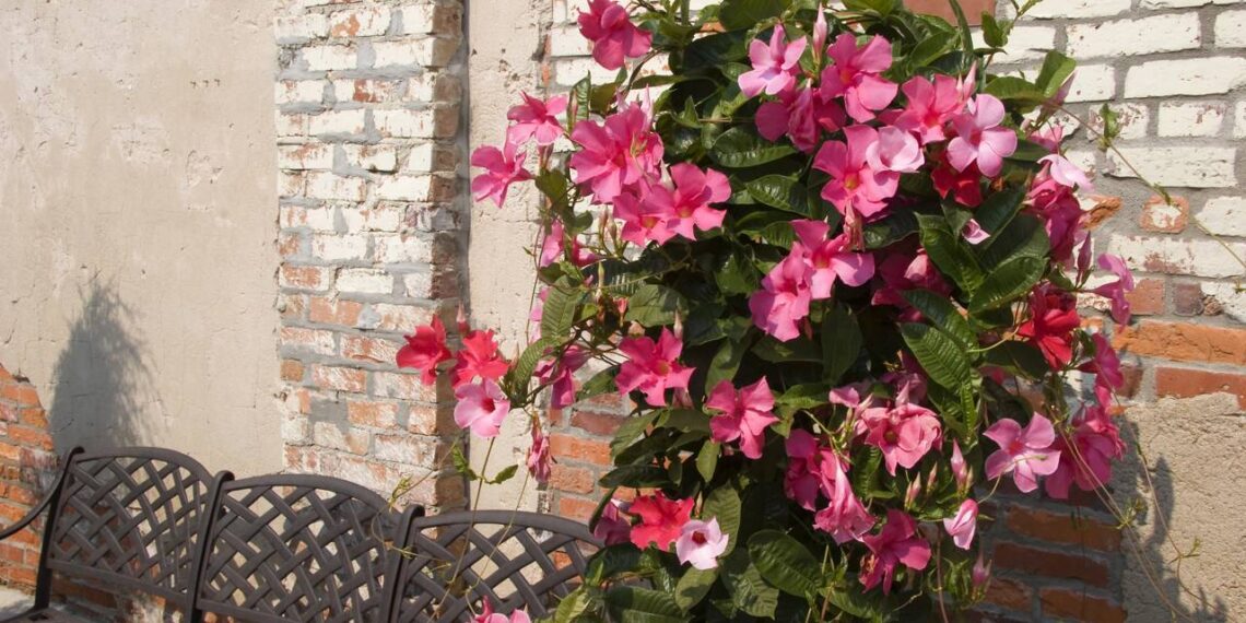 Como plantar mandevilla e ter flores grandes e vibrantes o ano todo em casa ou no jardim