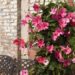 Como plantar mandevilla e ter flores grandes e vibrantes o ano todo em casa ou no jardim