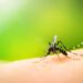 Calor e água parada explicam aumento de pernilongos e risco de dengue