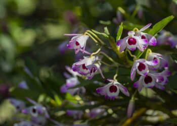 Ganhou uma orquídea e bateu o pânico? Calma, veja os cuidados para não matar a planta