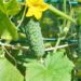 pepino colhido in natura