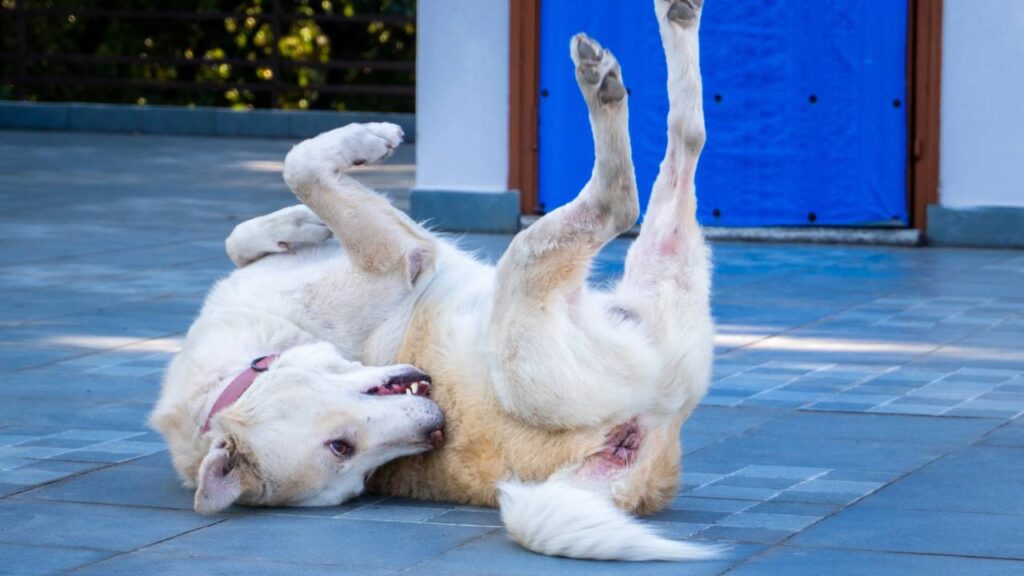Postura de barriga para cima faz parte da comunicação canina e pode revelar comportamento de busca por interação com o tutor