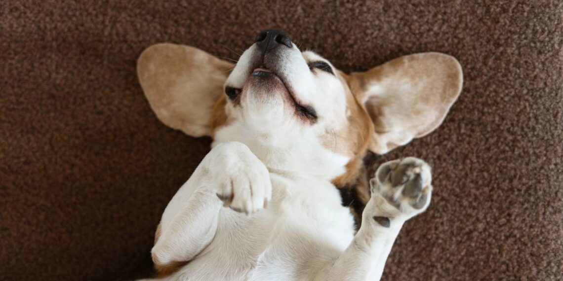 Postura de barriga para cima faz parte da comunicação canina e pode revelar comportamento de busca por interação com o tutor