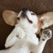 Postura de barriga para cima faz parte da comunicação canina e pode revelar comportamento de busca por interação com o tutor
