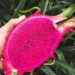 pitaya fruta