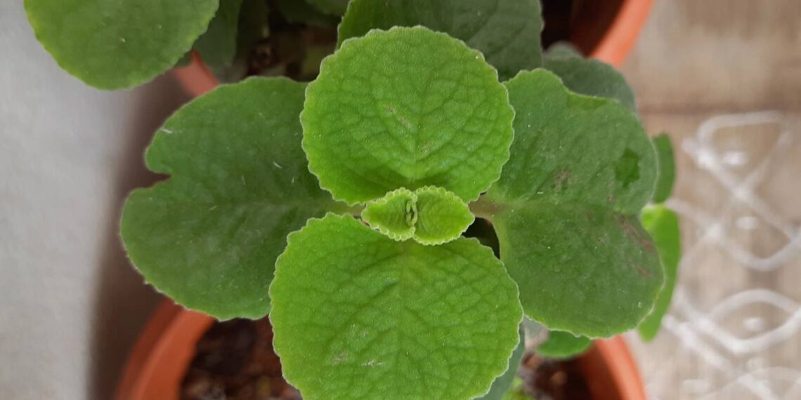Aprenda como plantar orégano em casa sem perder a muda e tenha tempero fresco o ano inteiro
