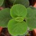 Aprenda como plantar orégano em casa sem perder a muda e tenha tempero fresco o ano inteiro