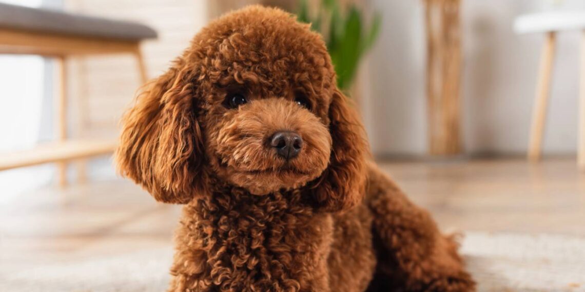 As melhores raças de cães para fazer companhia a idosos