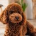 As melhores raças de cães para fazer companhia a idosos