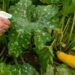 Pragas de janeiro ameaçam plantas e exigem atenção redobrada no verão