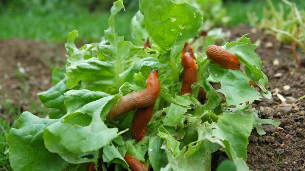 Como proteger o jardim de pragas no verão com práticas fáceis e sem veneno