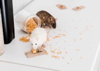Se ratos estão aparecendo no seu jardim, veja como hábitos diários podem resolver o problema