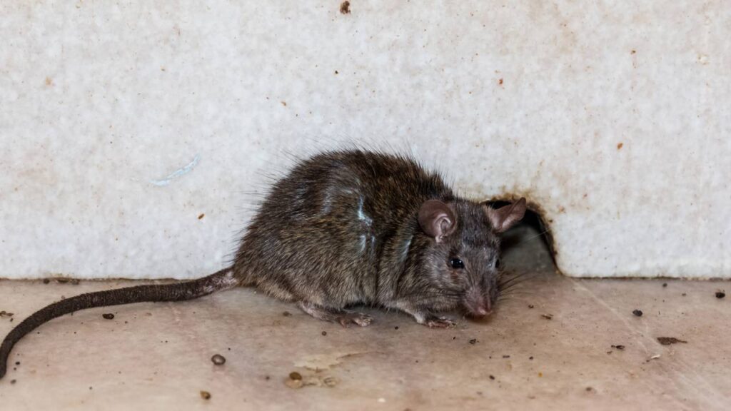 rato entrando na parede