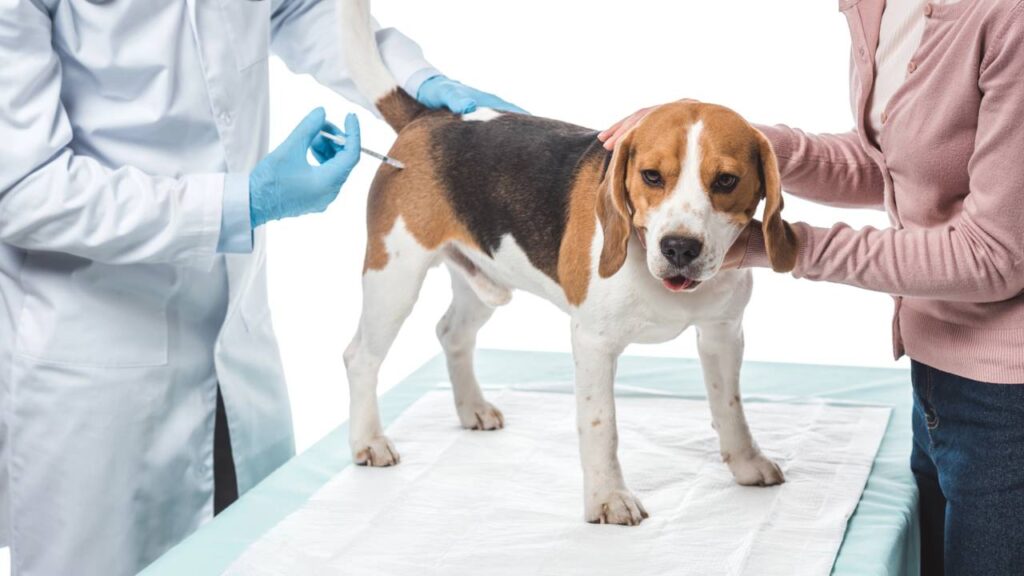 Alguns cuidados com pets parecem demonstração de carinho, mas podem causar doenças silenciosas e problemas de saúde