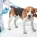 Cuidados simples de higiene permitem monitorar a saúde de cães e gatos e reduzir riscos de infecções e desconfortos