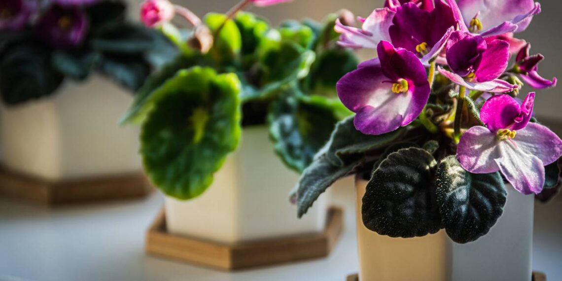 Como plantar e cuidar de violetas-africanas em vasos para flores saudáveis o ano todo