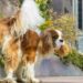 O jeito simples de tirar cheiro de xixi de cachorro e manter a casa tranquila