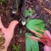 Fungo parasita em tarântula na Amazônia chama atenção, viraliza e lembra The Last of Us
