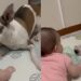  Cão vira-lata cria forma cuidadosa para brincar com menininha e fofurice viraliza