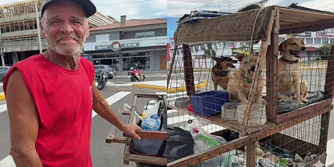 Como um catador protege seus cães do calor com carrinho adaptado e água fresca