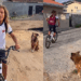 Menino em Florianópolis cuida de cão de rua que o segue mancando até a escola