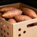 As batatas não brotam nem ficam moles por até 3 meses quando armazenadas corretamente dentro do armário