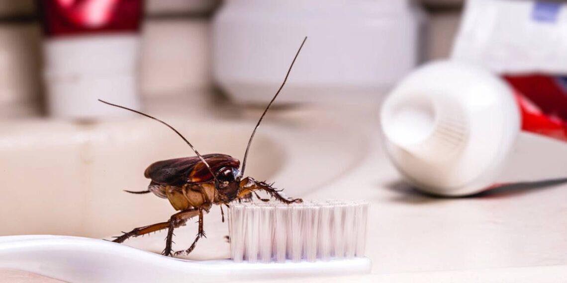 Ralos limpos, casa segura: como fazer a prevenção simples contra a infestação de baratas