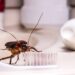 Ralos limpos, casa segura: como fazer a prevenção simples contra a infestação de baratas