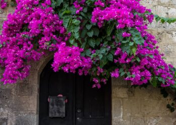 primavera flor