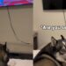 Cachorro viraliza ao protestar quando tutor desliga desenho e reação dramática ao perder o desenho favorito soma milhões de visualizações nas redes sociais