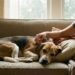 Como saber se o cachorro está com febre sem termômetro de forma rápida