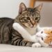 Gatos realmente precisam de companhia felina ou conseguem viver bem sozinhos?