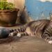 "Pai é quem cria", pombo tenta construir ninho para gata prestes a dar à luz, emocionando moradores